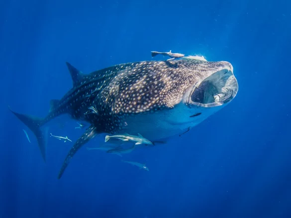 Les requins-baleines sont-ils en danger ?