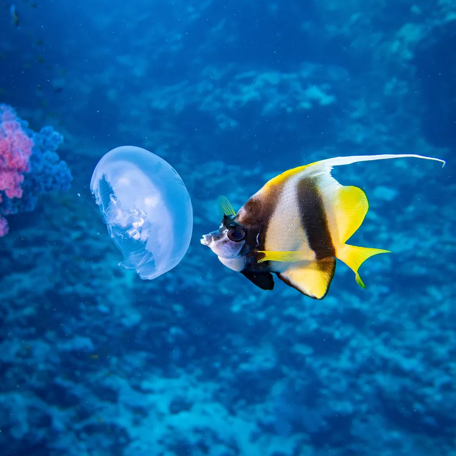 Un poisson va se nourrir d'une méduse à Rocky Island