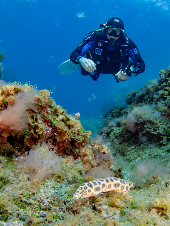 Didier observe une serpentine en plongée à El Hierro.