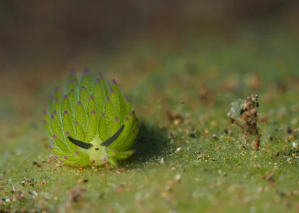 Faire de la photo macro en plongée : le guide complet et super simple.