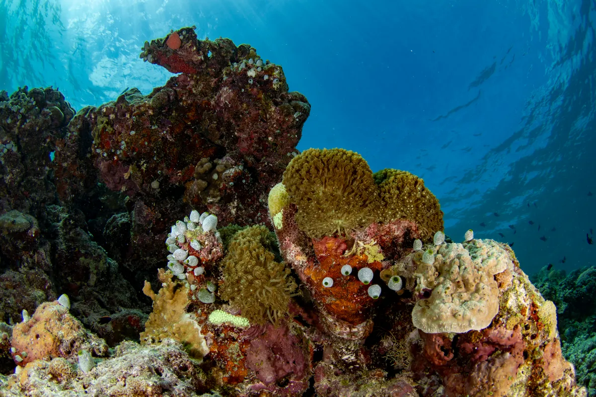 Des récifs colorés aux Maldives