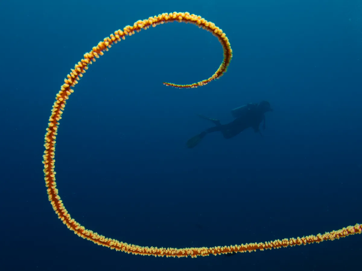 Un plongeur au loin lors d'une plongée aux Maldives