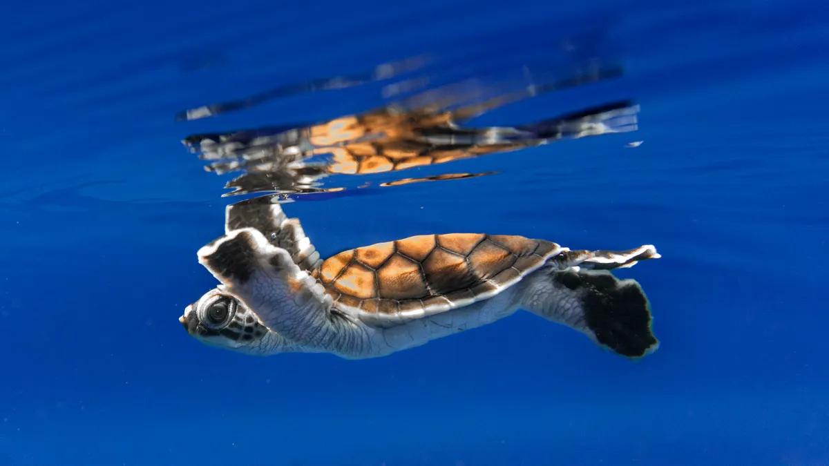 Une tortue marine en Polynésie