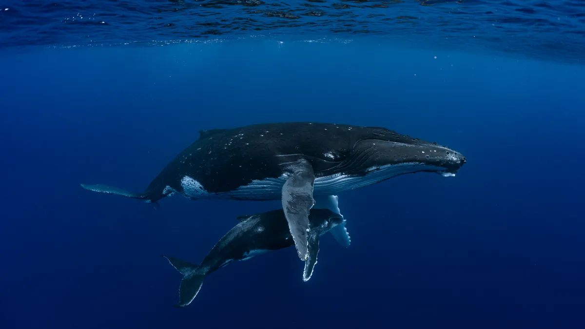 Un photographe sous-marin en Polynésie photographie les baleines