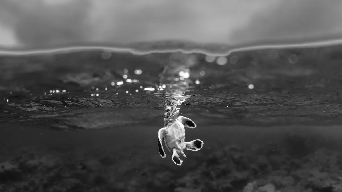 Une tortue photographiée en Polynésie