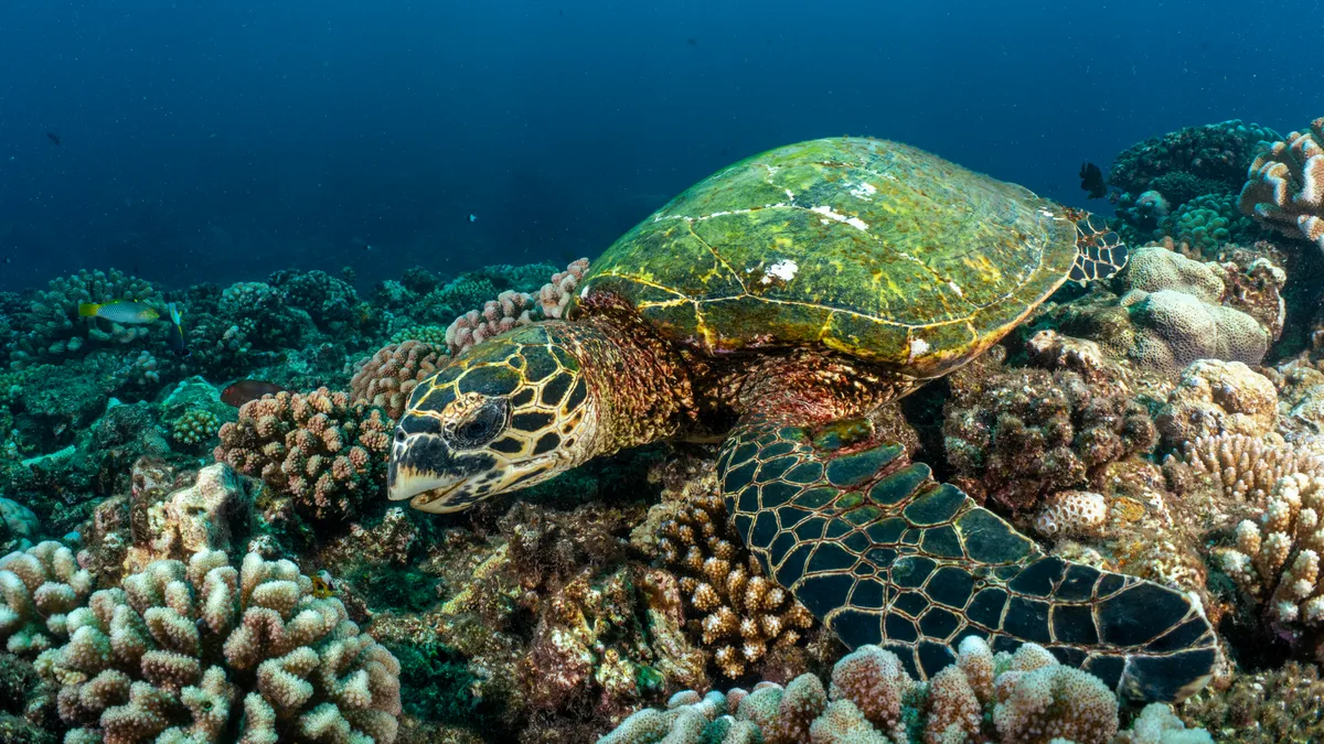 Une tortue sur les coraux