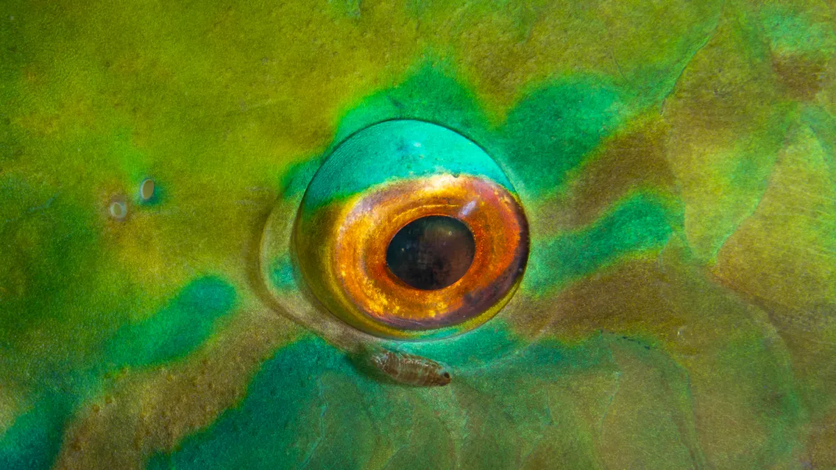 L'oeil d'un poisson pris en image par un photographe sous-marin en Polynésie