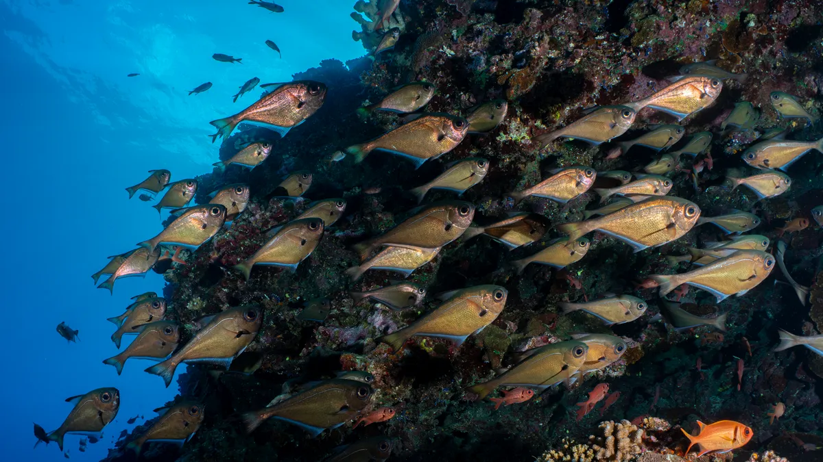 Un banc de poissons