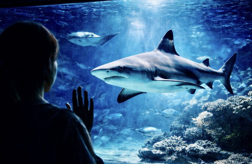 Pairi Daiza requins en captivité